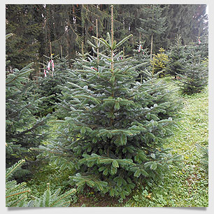 Nordmanntannen für Weihnachten aus den Christbaumkulturen Ottmar Eckart Niederstaufen