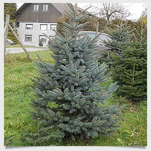 Weihnachts Geschenke Idee, Christbaum aus der Region Lindau Bodensee
